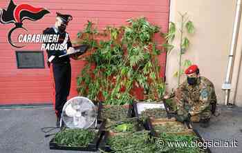 La droga tra i pomodori, arrestato agricoltore, sequestrati 4 kg di erba (VIDEO) - BlogSicilia.it
