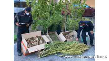 In casa aveva 30mila euro di ’erba’: arrestato - il Resto del Carlino