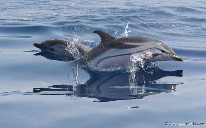 Face aux 4 grandes menaces sur la biodiversité en Méditerranée, ce scientifique propose des solutions