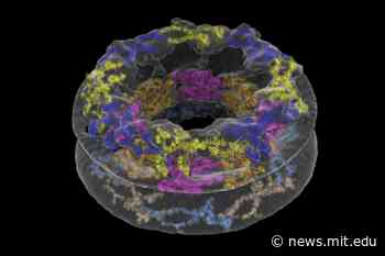 Cellular environments shape molecular architecture | MIT News | Massachusetts Institute of Technology - MIT News