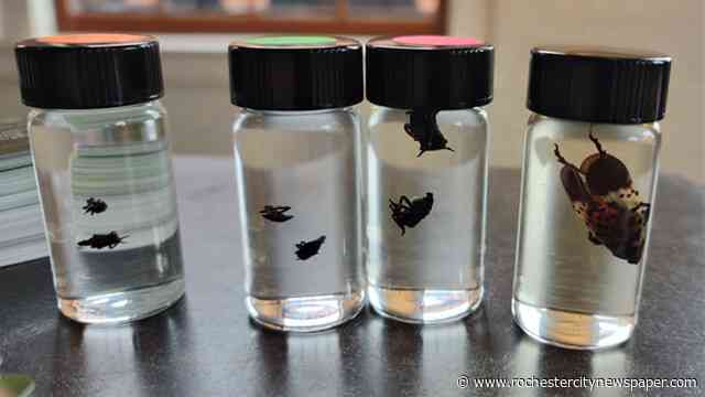Morelle, local booze-makers urge vigilance against spotted lanternfly