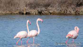 Frontignan : elle photographie l'un des plus vieux flamants roses observé - Midi Libre
