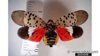 Invasive insect species threatening major industries in Finger Lakes region