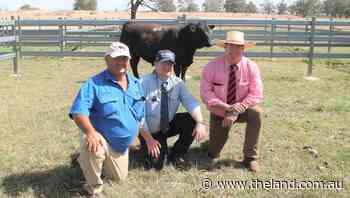Carabar Angus yearling bull tops at $26,000