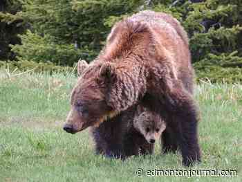 Fish and wildlife looking for suspects after grizzly bear killed near Edson - Edmonton Journal