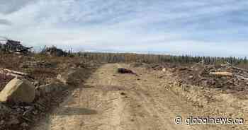 Edson wildlife officers seek person responsible for killing grizzly: ‘Hunting them is illegal’ - Globalnews.ca