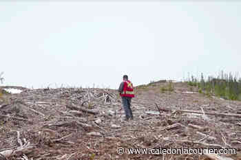 Saik'uz First Nation makes swift changes to forest management in its territory – Caledonia Courier - Caledonia Courier