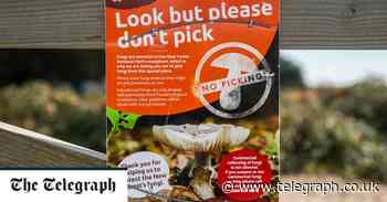 'Mushroom vigilantism' fears over crackdown on New Forest pickers - The Telegraph