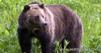 Rare grizzly bear confirmed in northern Idaho forest - The Seattle Times