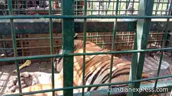 21 days into search operation, Tamil Nadu forest officials capture elusive tiger T-23 alive - The Indian Express