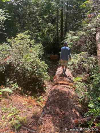 How a California state forest became a battleground for logging redwoods on public land - SFGate