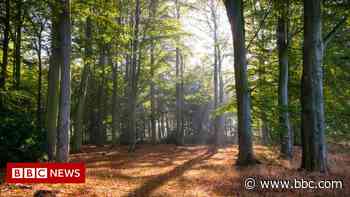 Sherwood Forest set for 5G upgrade and robot dogs - BBC News