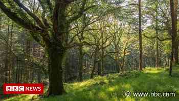 Forest of Dean could get environmental reserve status - BBC News