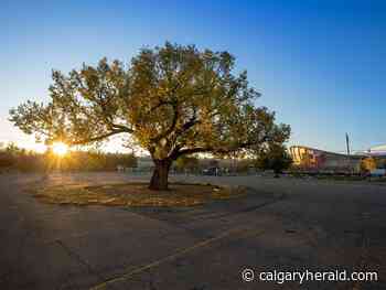 COVID-19 Update: 1,051 new cases, 16 deaths | U.S. to allow travellers with mixed vaccinations | Influenza shots begin Monday - Calgary Herald