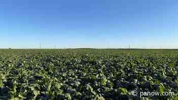 VIDEO: Lethbridge Sugar beet harvest 2021 providing sugar for Southern Alberta - paNOW