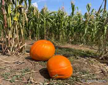 Gloucester Township Area Pumpkin Patches To Visit In 2021 - Gloucester Township, NJ Patch
