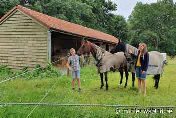 Wolf in Limburg wordt steeds driester: drie schapen verscheurd op klaarlichte dag - Het Nieuwsblad