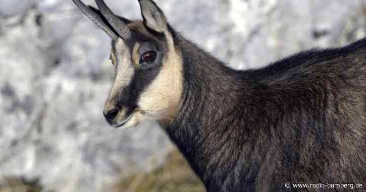 Gamsbestände im Chiemgau und Karwendel sind stabil