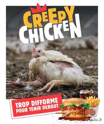 Les Burger King de Nice et Antibes ciblés par L214 ce week-end - actu.fr