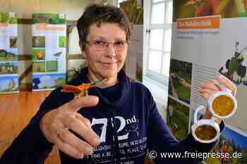 Mittweidaer Museum ist eine Spielwiese für junge Schmetterlingsfreunde - Freie Presse