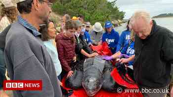 Stranded 600lb turtle returned to Atlantic Ocean