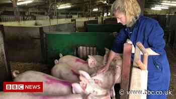 One third of UK farmers could be depressed - survey