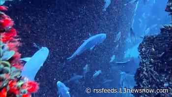 Video shows marine life flourishing around wind turbines off Virginia coast