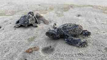'We are thrilled' | Cape Hatteras National Seashore says 19,402 sea turtle hatchlings made it to ocean in 2021