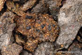 Ancient Poop Shows People in Austria Drank Beer and Ate Blue Cheese 2,700 Years Ago