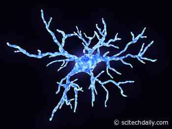 Discovery of Vital Role for the Brain’s Immune Cells Reveals a New Aspect of Human Biology