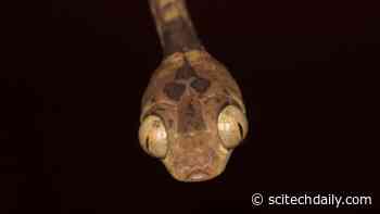 Snakes Diversified Explosively After Mass Extinction Where Dinosaurs Were Wiped Out