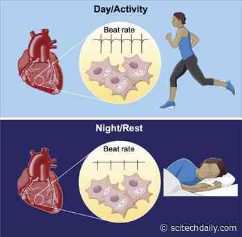 Heart Clocks: Scientists Uncover a Circadian Rhythm in Heart Cells That Affects Their Daily Function