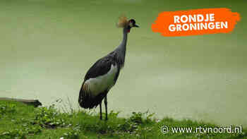 Rondje Groningen: Het is geel en het hangt in de lucht.... - RTV Noord