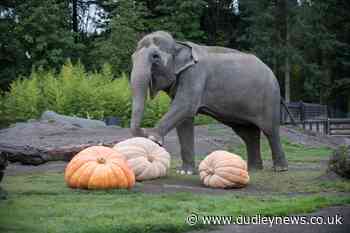 Endangered elephants pumpkin up the volume at US zoo - Dudley News