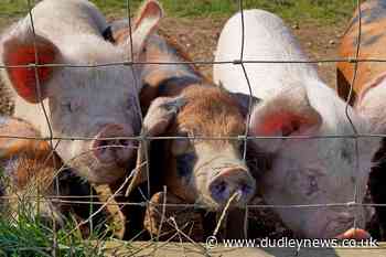 Up to 800 temporary visas for butchers | Dudley News - Dudley News
