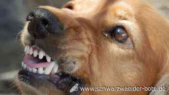 Zeugen gesucht - Hund beißt 88-jährige Fußgängerin in Schramberg - Schwarzwälder Bote