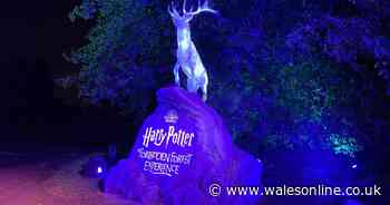 Harry Potter: A Forbidden Forest Experience walking trail first review