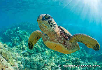 The Case for Ocean Optimism