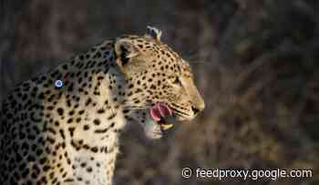 How Leopard Kills Rewrite Our Prehistory