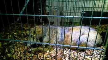 Marsberg: Ausgebüxte Hündin Brownie am LWL-Gelände gerettet - Westfalenpost