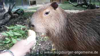 Kult-Tier Capybara: Das sind die "Riesen-Meerschweine" im Augsburger Zoo