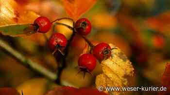 Baum-Bestellaktion startet - WESER-KURIER