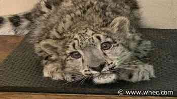 Voters choose 'Kenji' as new name for snow leopard cub at Seneca Park Zoo