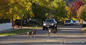 Sask. drivers reminded to ‘be cautious’ of active wildlife through fall season