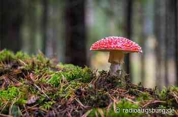 Vorsicht beim Pilzesammeln - Radio Augsburg