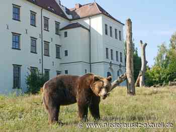 Zoo Hoyerswerda saniert Bärenanlage. Bärenbrüder vorübergehend in Augsburg - Niederlausitz Aktuell - NIEDERLAUSITZ aktuell