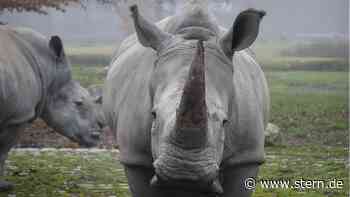 Augsburg: Zoo-Direktorin erklärt, warum das Nashorn-Baby sterben musste - STERN.de
