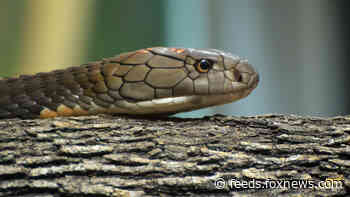 Indian man sentenced to life after killing wife with cobra