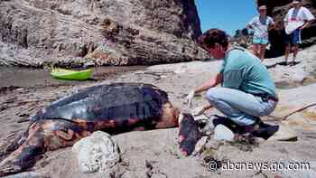 California OKs new protections for leatherback sea turtles