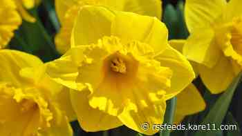 Grow with KARE: Why Bobby and Laura love daffodils